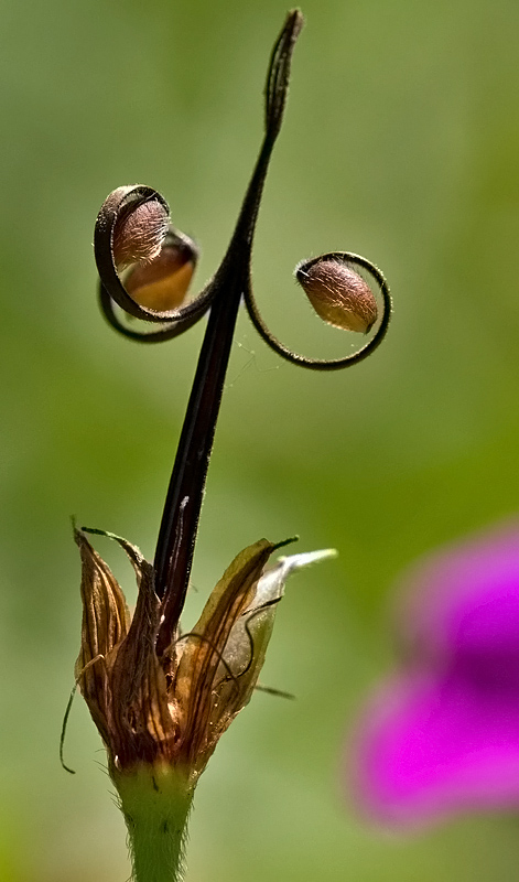 Storchschnabel Fruchtstand