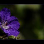 Storchschnabel (Geranium)