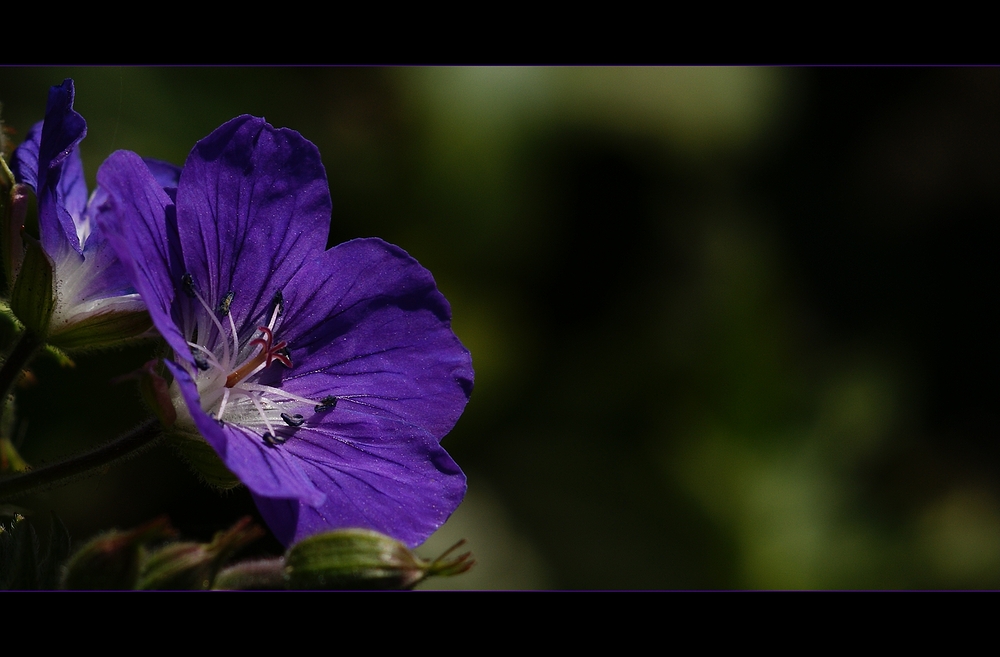 Storchschnabel (Geranium)