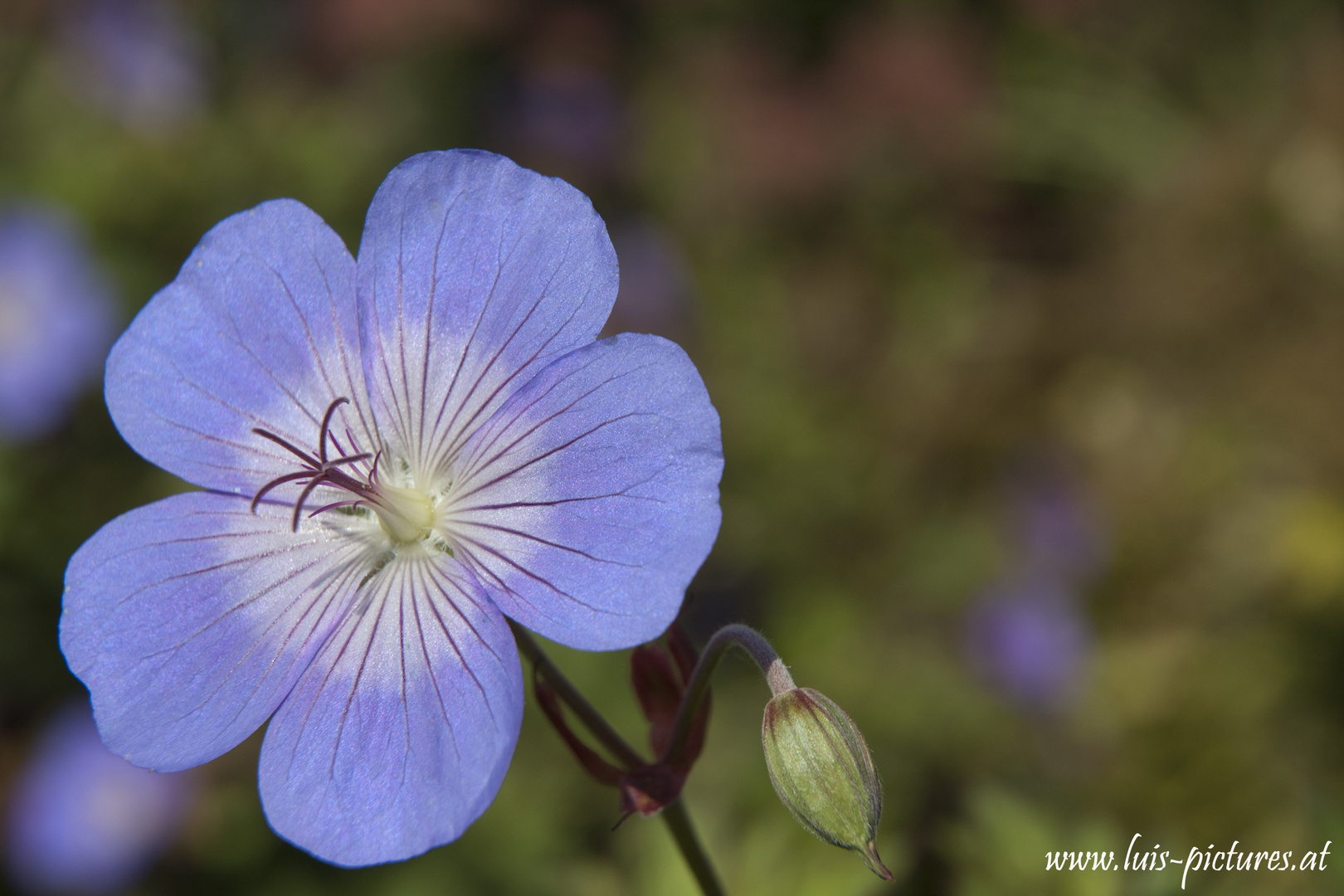 Storchschnabel (Geranium)