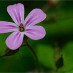 Storchschnabel (Geranium)