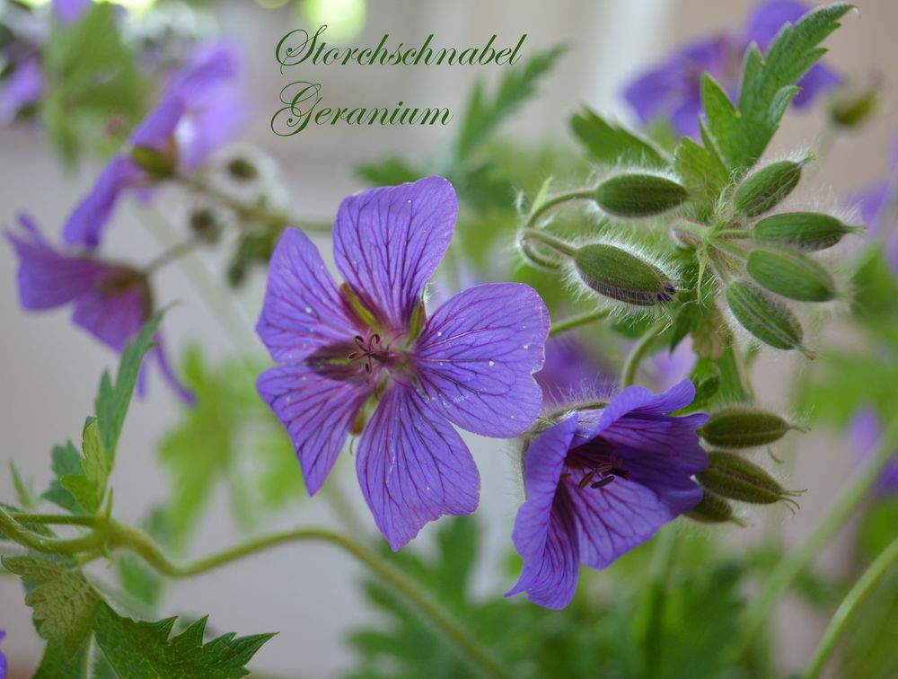 Storchschnabel Geranium