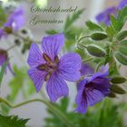 Storchschnabel Geranium