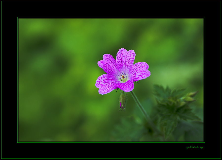 Storchschnabel (geranium .... )