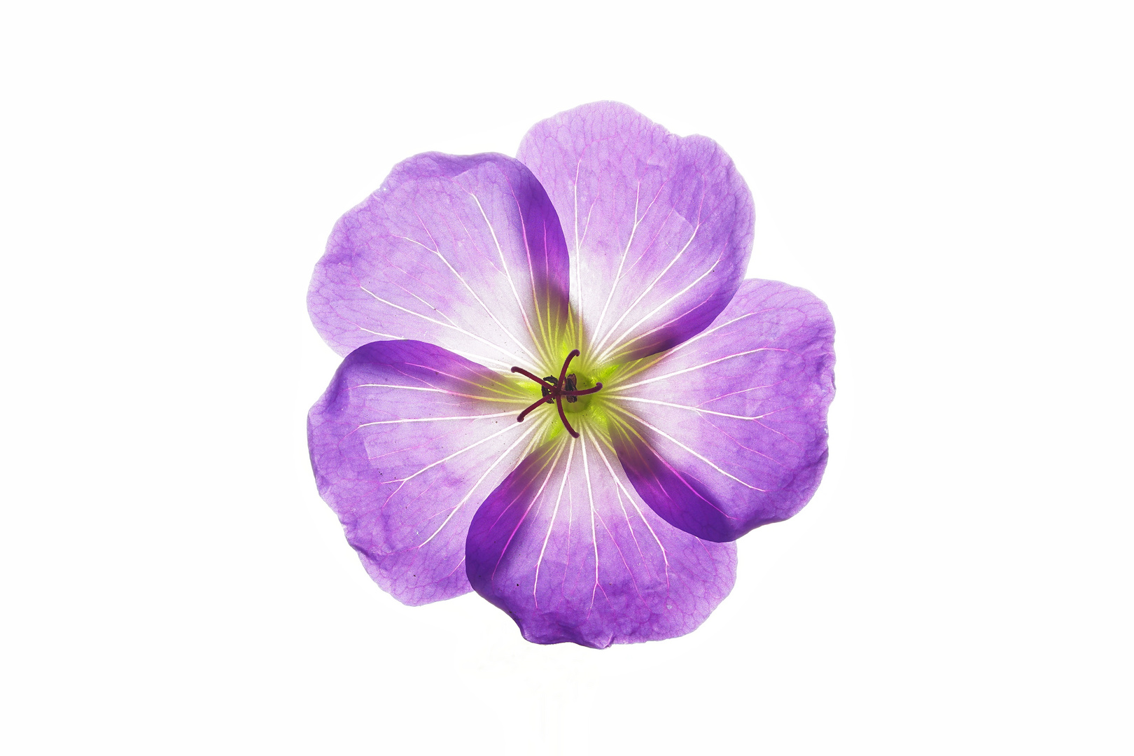 Storchschnabel (Geranium)