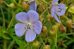 Storchschnabel (Geranium collinum)