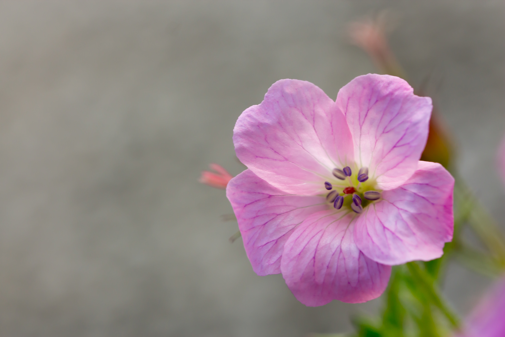 Storchschnabel (Geranium)