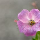 Storchschnabel (Geranium)