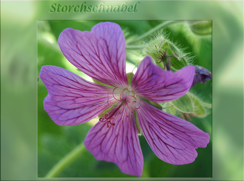 Storchschnabel (Geranium)