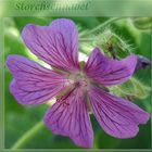 Storchschnabel (Geranium)