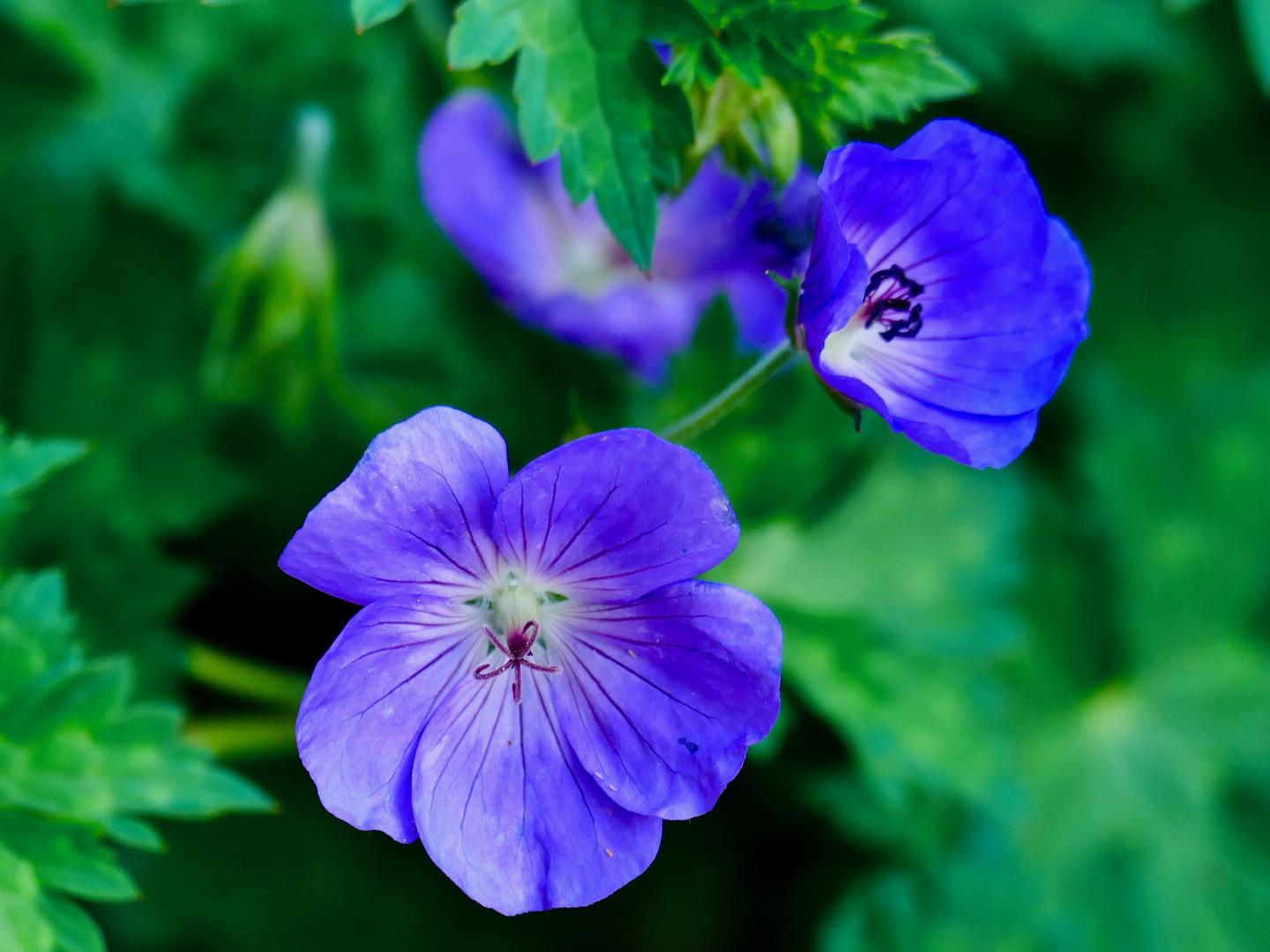 Storchschnabel (Geranium Hybr.) in Blau