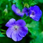 Storchschnabel (Geranium Hybr.) in Blau