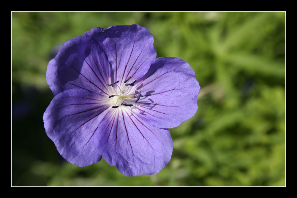 Storchschnabel (Geranium) oder Pelargonie (Pelargonium)