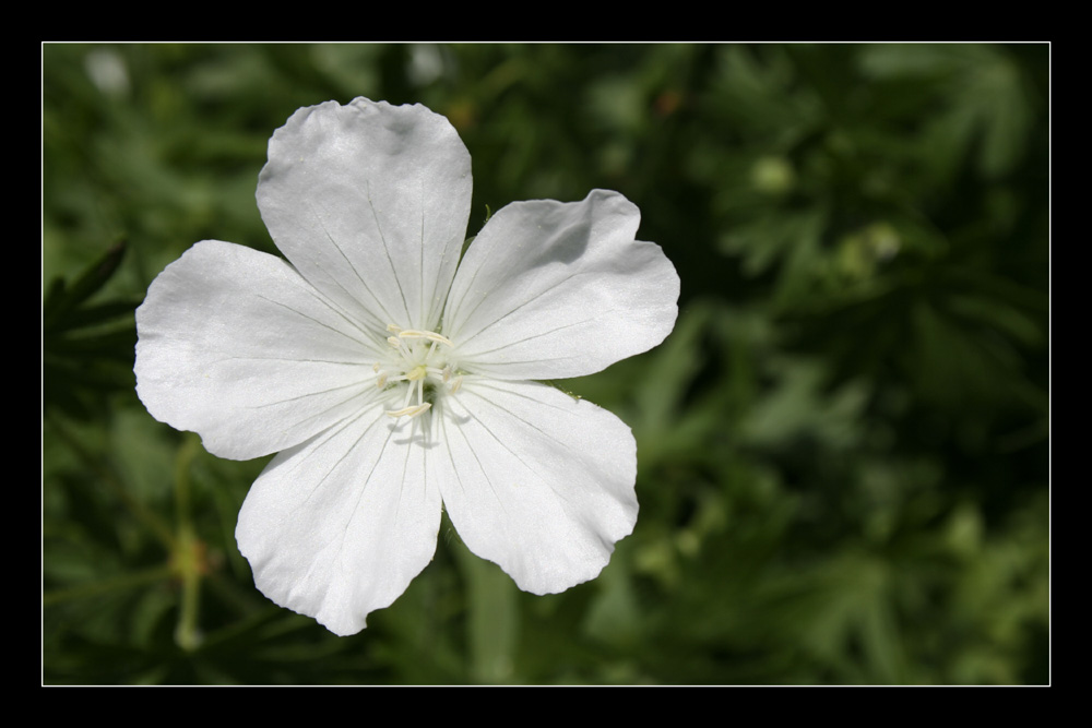 Storchschnabel (Geranium) oder Pelargonie (Pelargonium)