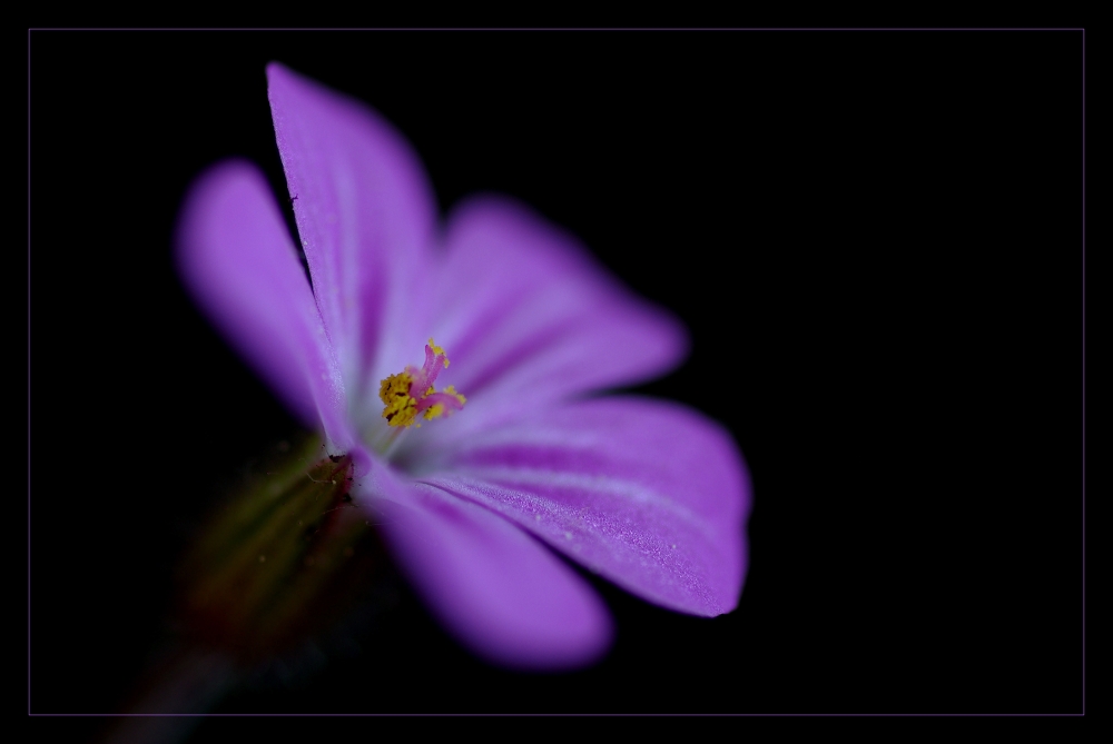 Storchschnabel - geranium robertianum