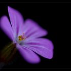 Storchschnabel - geranium robertianum