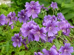 Storchschnabel (Geranium sanguineum ,Blutstorchschnabel)