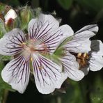 Storchschnabel ( Geranum renardii )