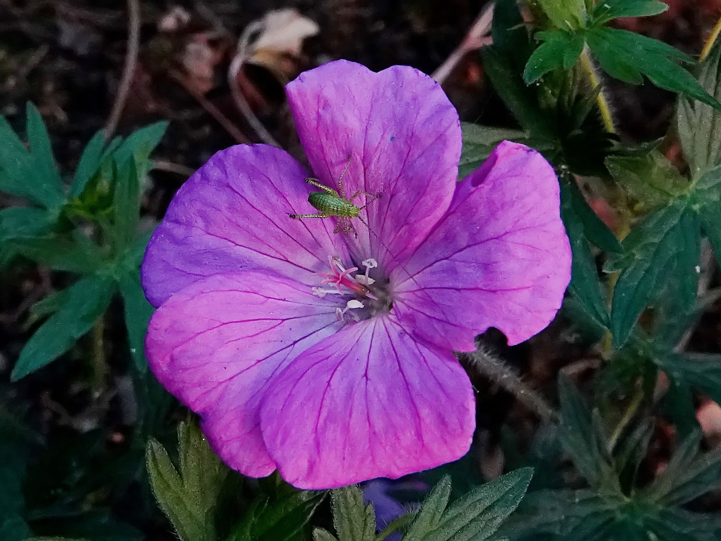 Storchschnabel hat Besuch