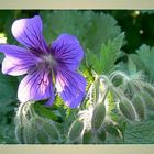 >Storchschnabel< im blauen Kleid