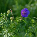 Storchschnabel im September