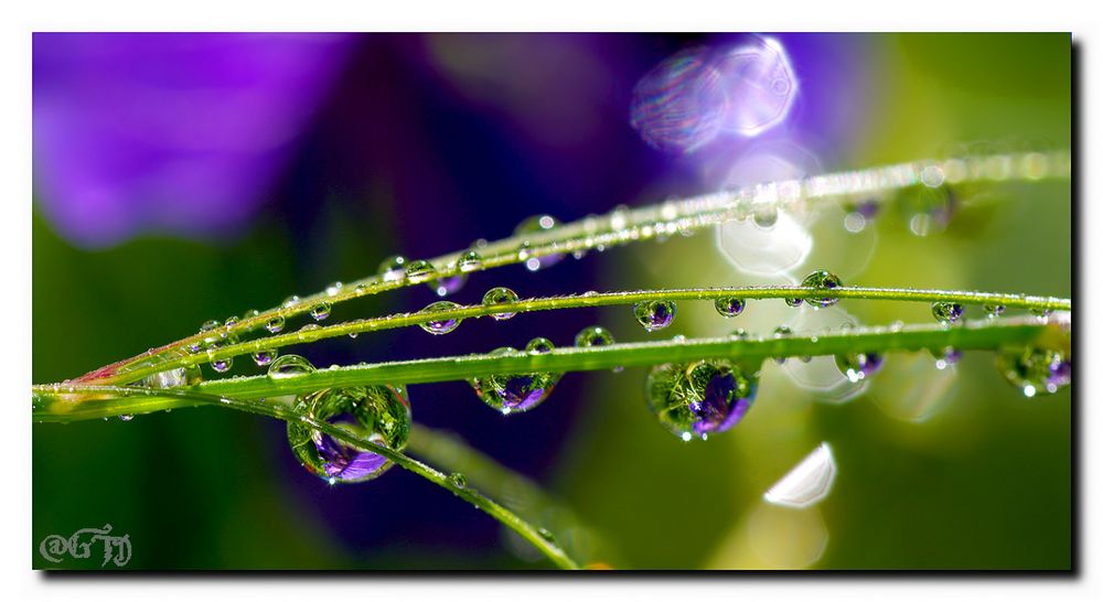 Storchschnabel im Wassertropfen