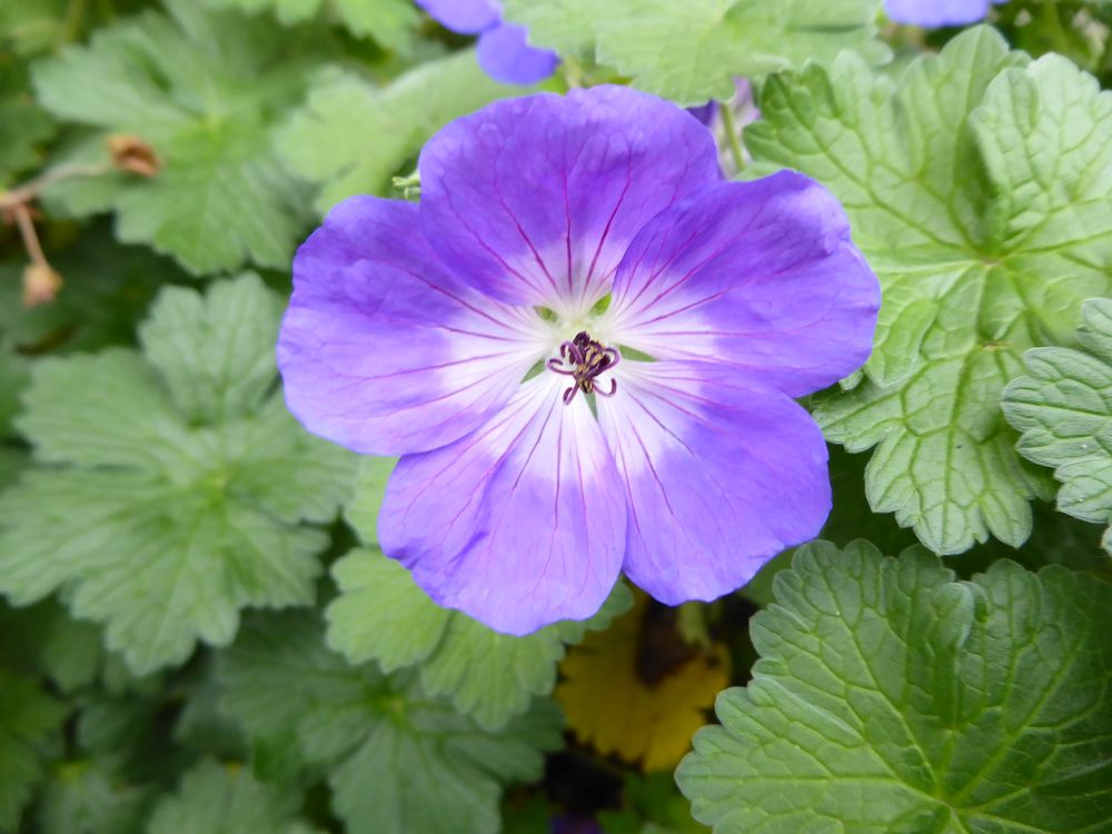 Storchschnabel in blau Foto & Bild pflanzen, pilze & flechten, blüten