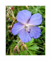 Storchschnabel in Blau