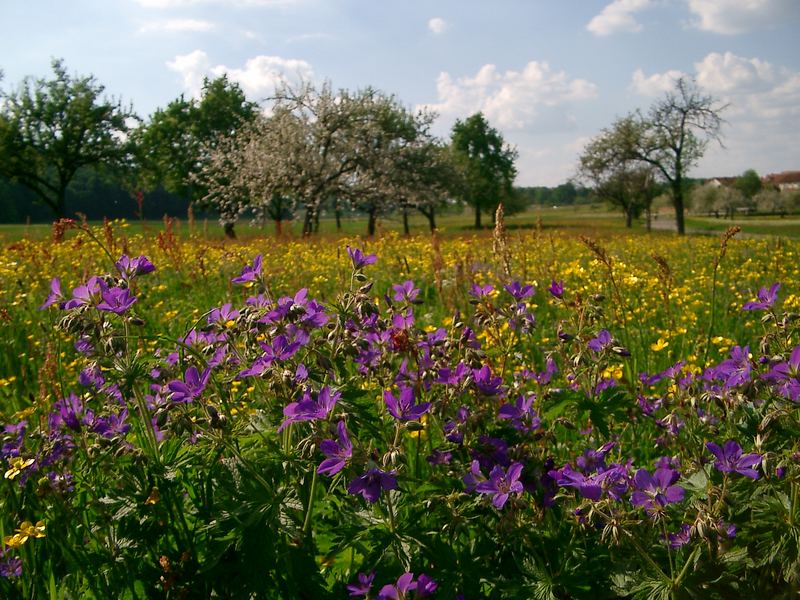 Storchschnabel in Blumenwiese