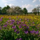 Storchschnabel in Blumenwiese