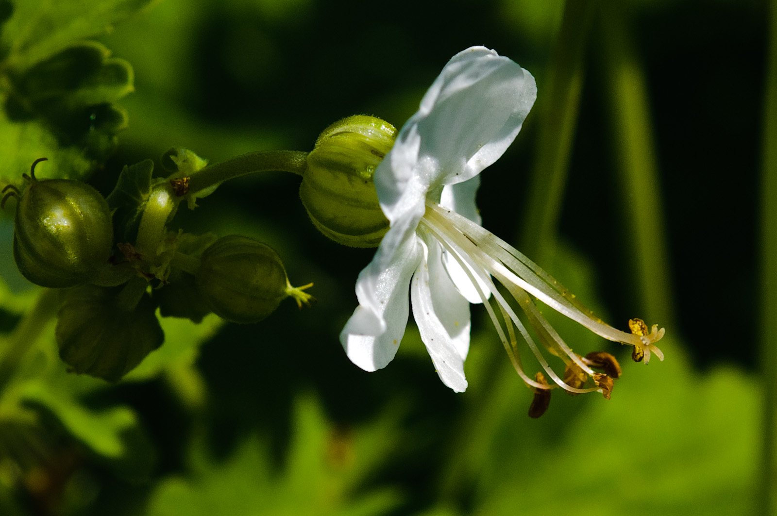 Storchschnabel in unserem Garten