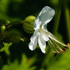 Storchschnabel in unserem Garten