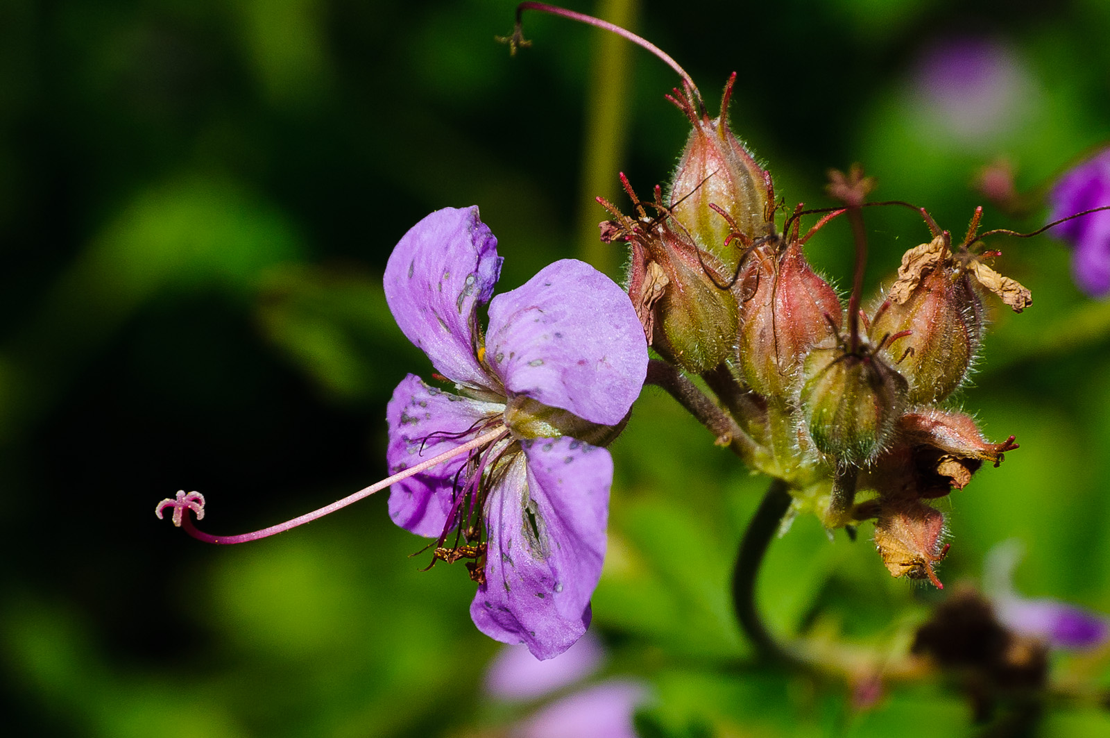 Storchschnabel in unserem Garten