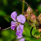 Storchschnabel in unserem Garten