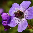 Storchschnabel mit Besuch