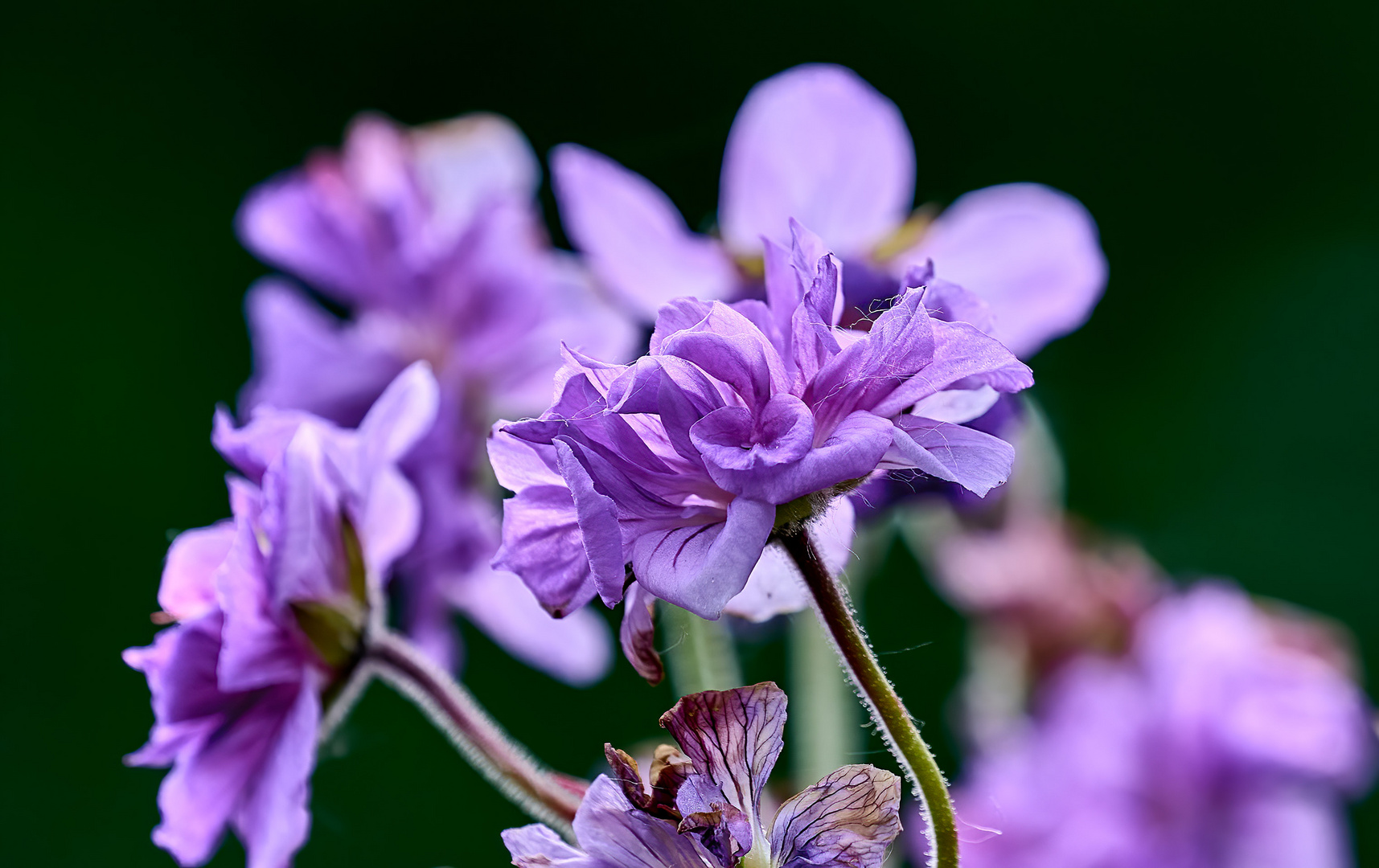 Storchschnabel Violaceum