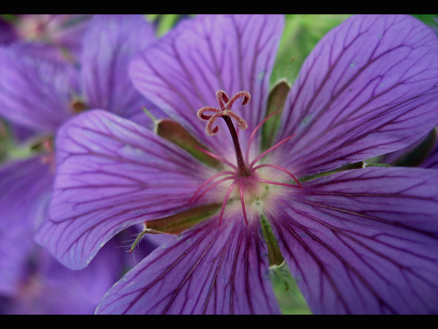 storchschnabel violett