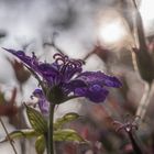 Storchschnabel wie ein Frosch ihn sieht