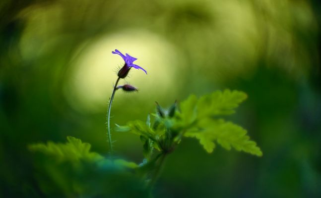 Storchschnabel - zum Dritten
