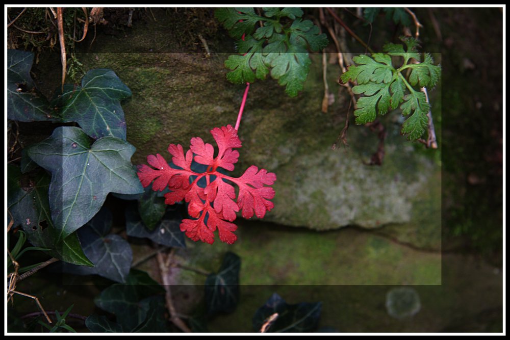 Storchschnabelblatt in Rot