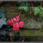 Storchschnabelblatt in Rot