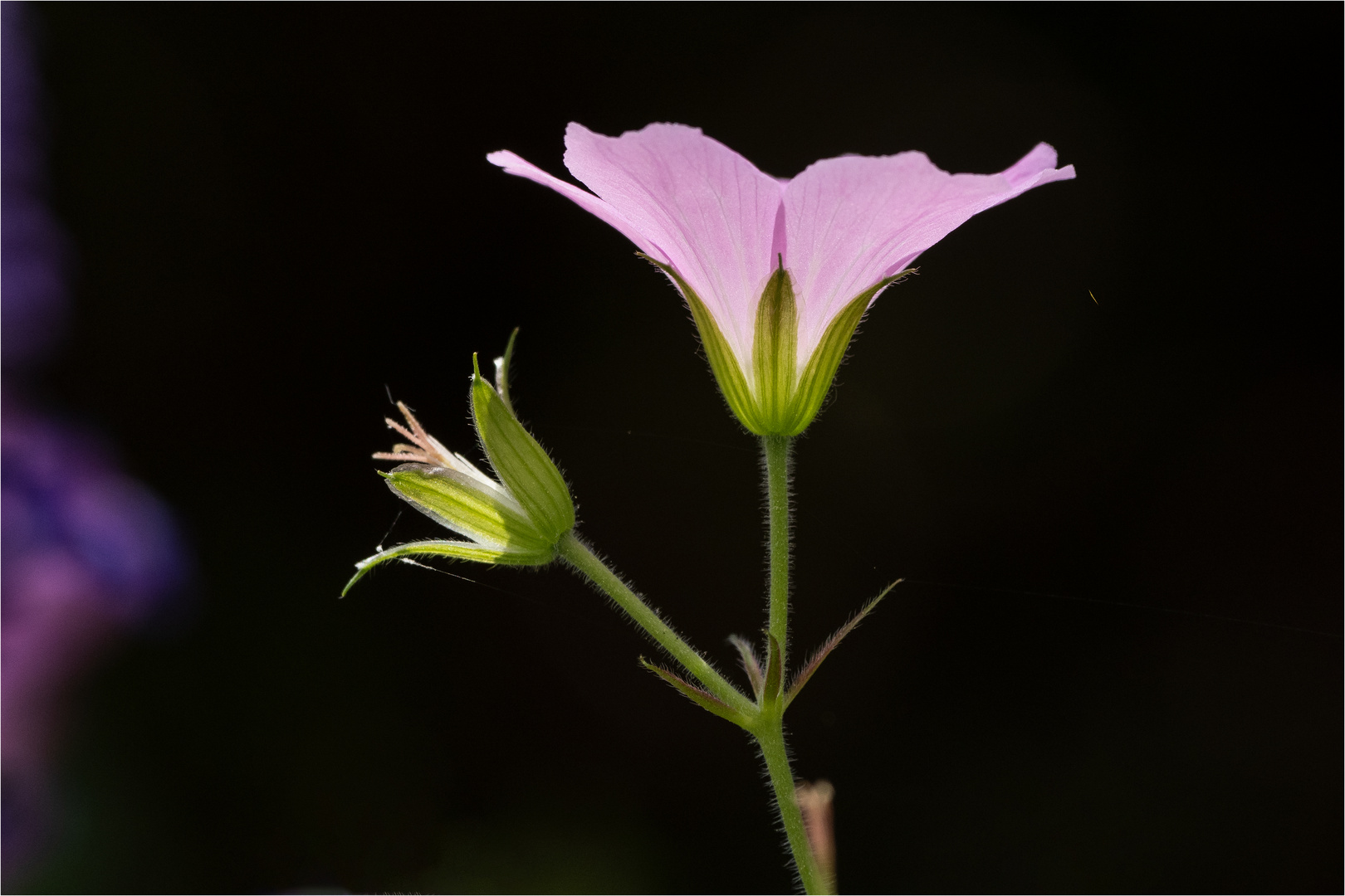 Storchschnabelblüte - Geranium endressii - 1