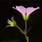 Storchschnabelblüte - Geranium endressii - 1