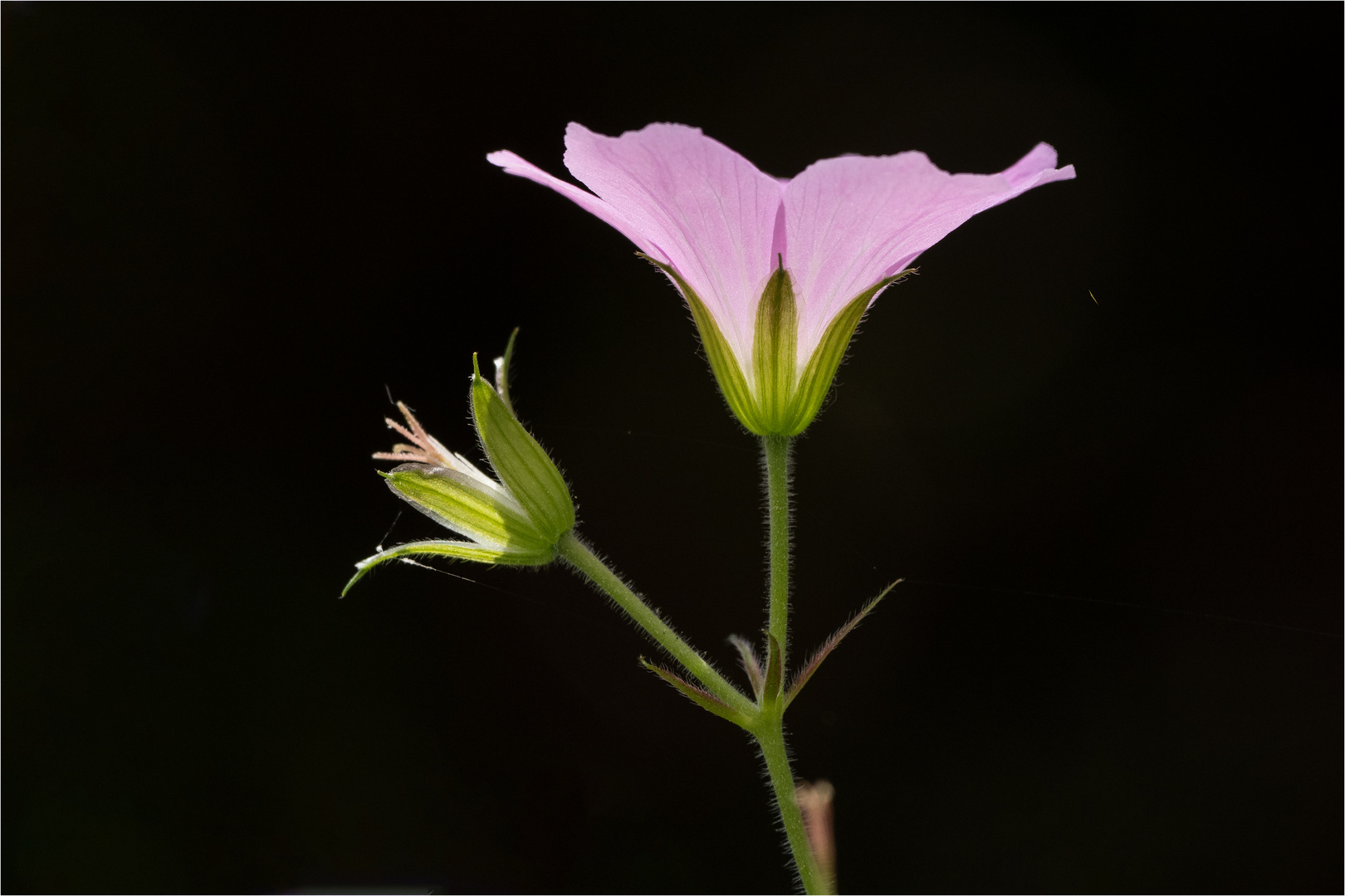 Storchschnabelblüte - Geranium endressii - 2