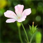 Storchschnabelblüte - Geranium endressii