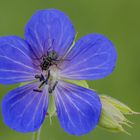 Storchschnabelblüte mit Fliege