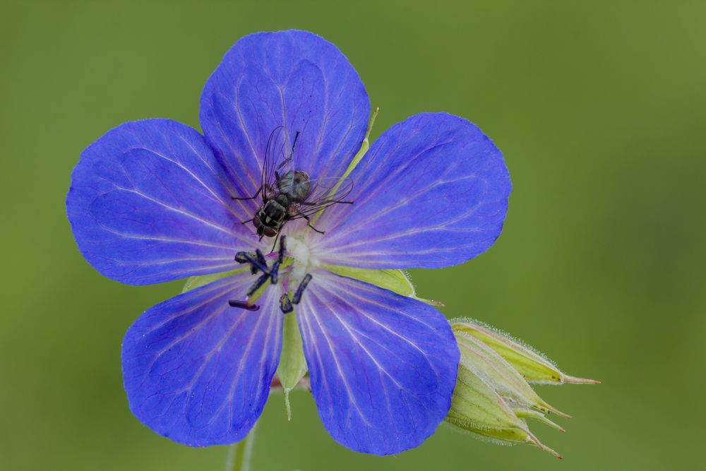 Storchschnabelblüte mit Fliege