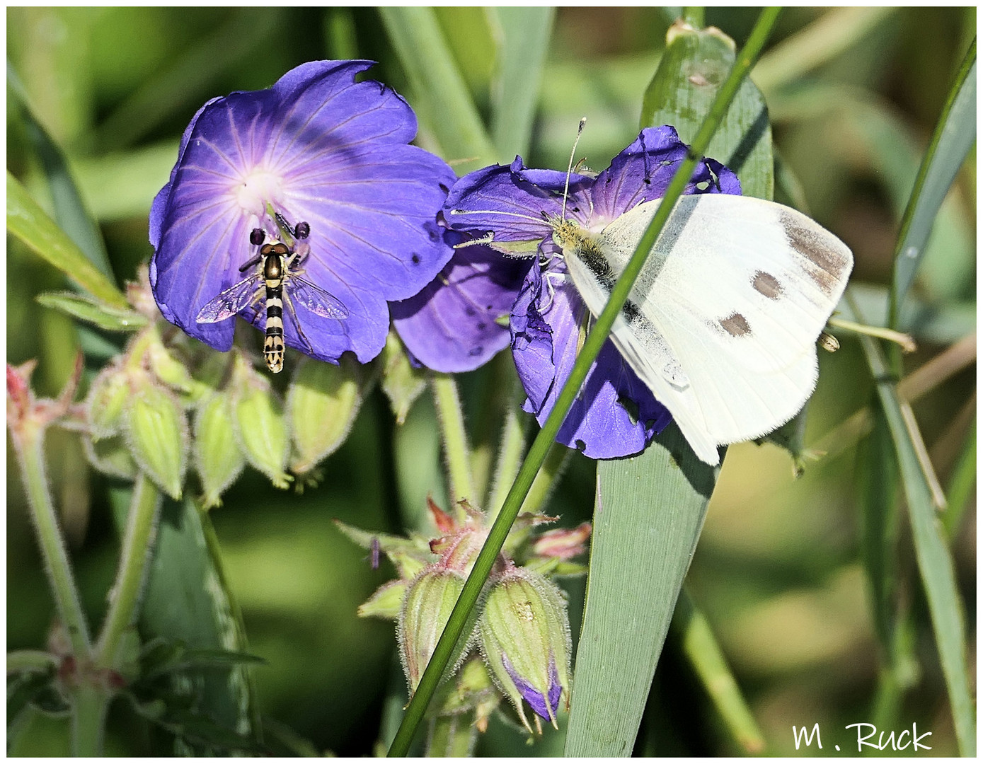 Storchschnabelblüte und seine Zwei Besucher 