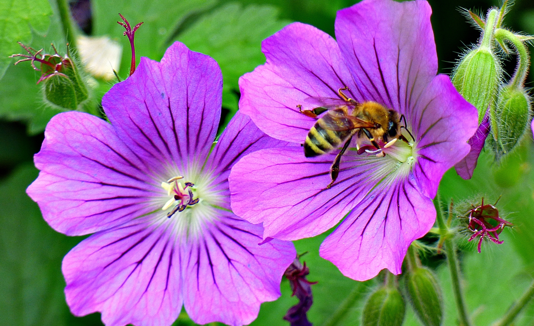 Storchschnabelblüten . . .