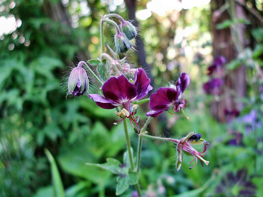 Storchschnabelblüten